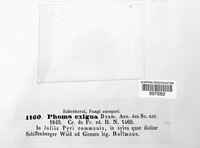 Boeremia exigua image